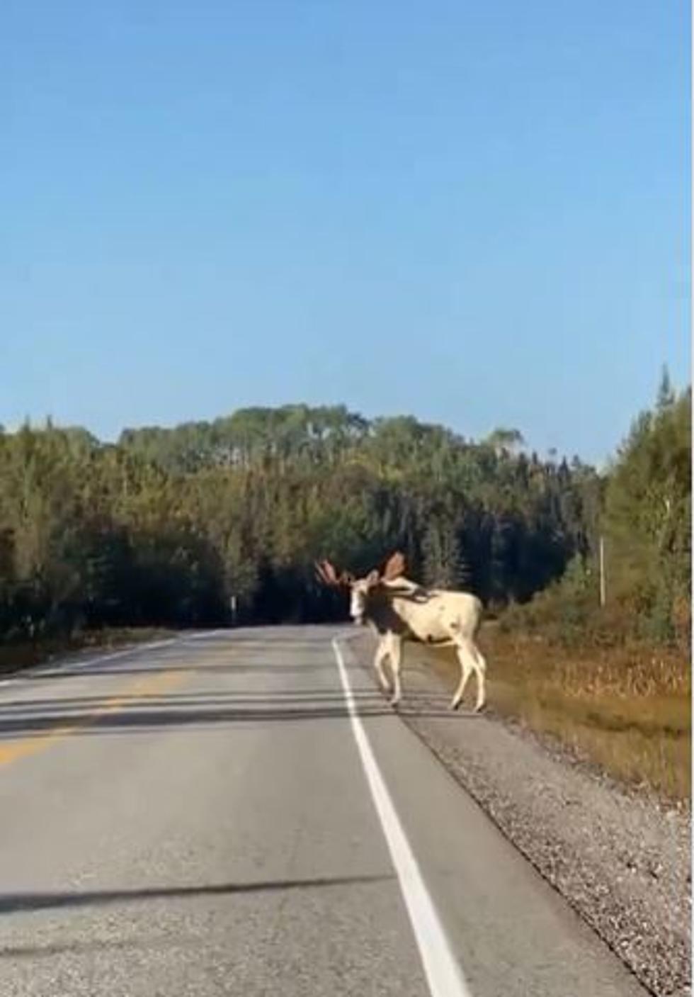 Have You Seen Albino Moose in New Hampshire or Maine?