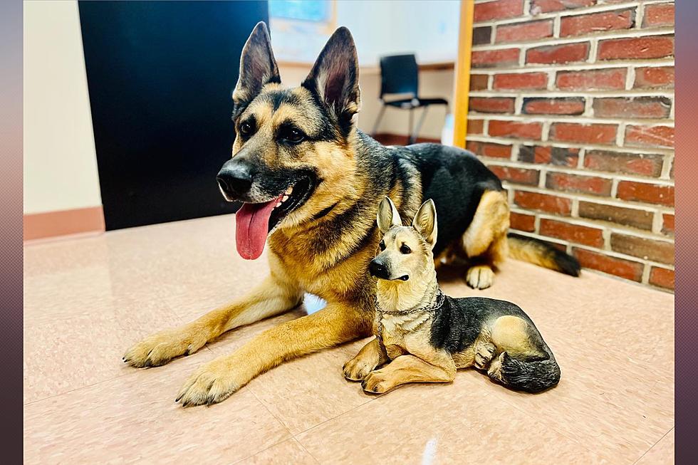 This Maine Police Department’s K9 Has Its Own Instagram for Extra Dog Cuteness