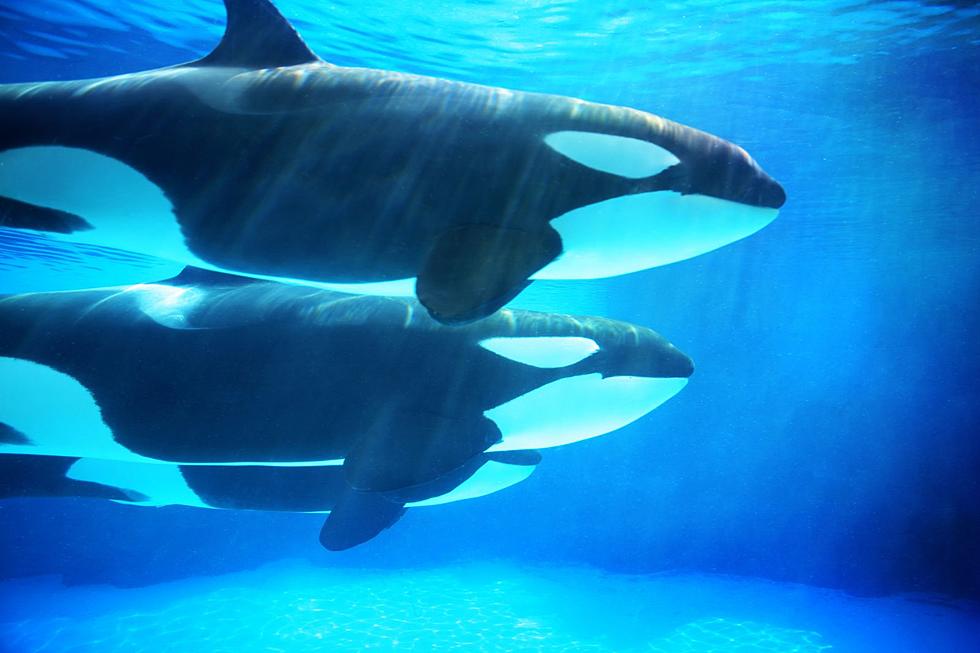 SPOTTED: 4 Killer Whales Swimming Together in New England Waters