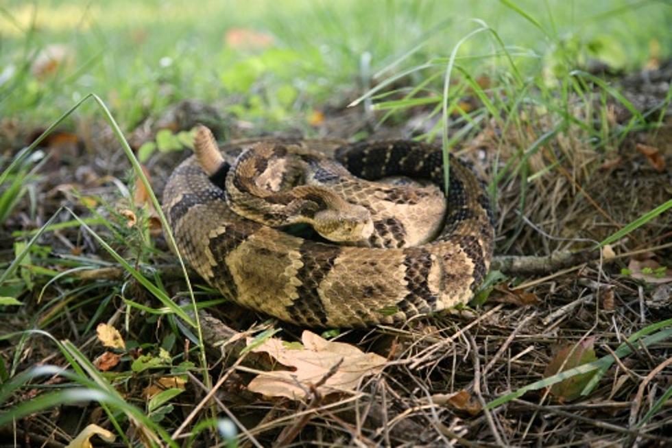 Watch Out: NH's Most Dangerous Snake Could Kill You With Its Bite