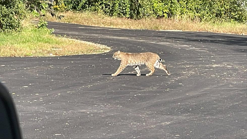 Was it a Bobcat or Lynx Spotted in this Curious Dover, NH Lot?