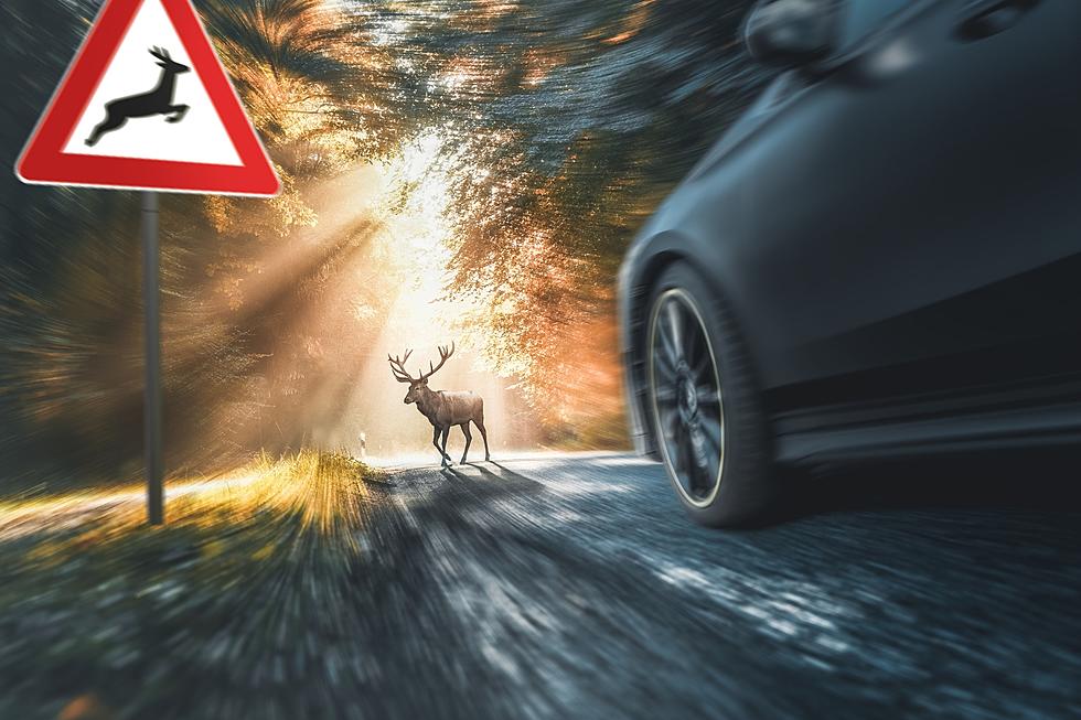 Hit a Deer? It Might Get Thrown to the Wolves