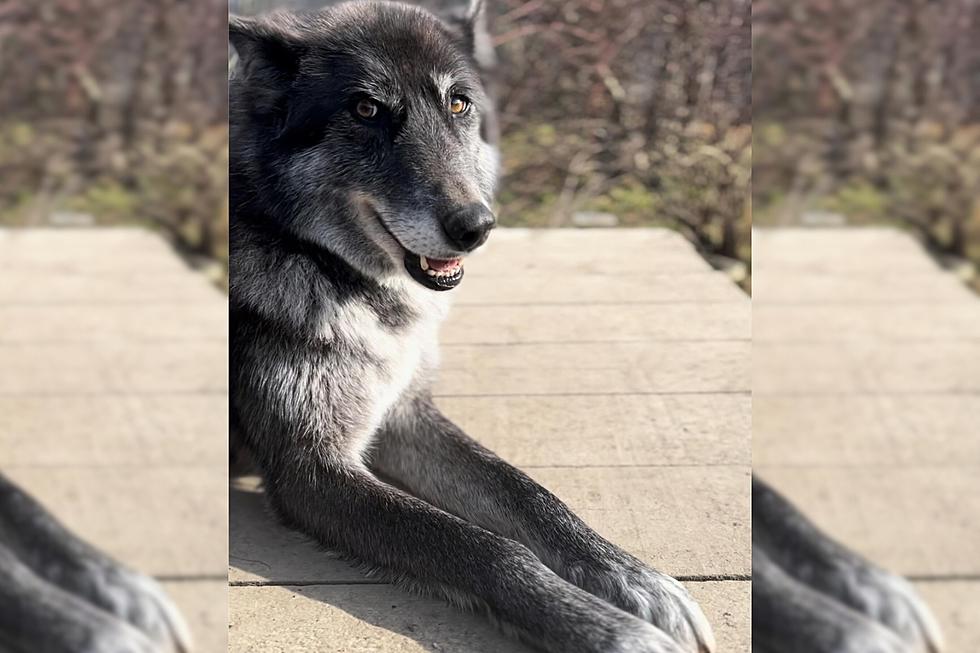 Wolf-Dog Hybrid Found in New York Now at Home in Massachusetts 