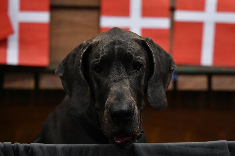 This Great Dane From Maine is a Therapy Dog and Finalist for Pet of The Year
