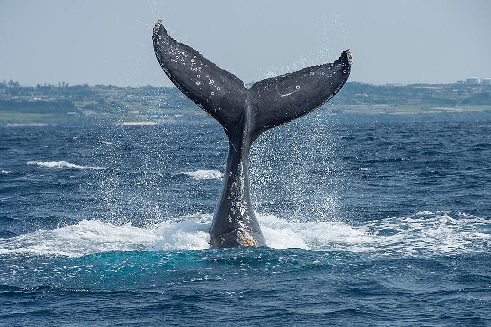 Whale Believed to Have Been Extinct for 200 Years Spotted in MA