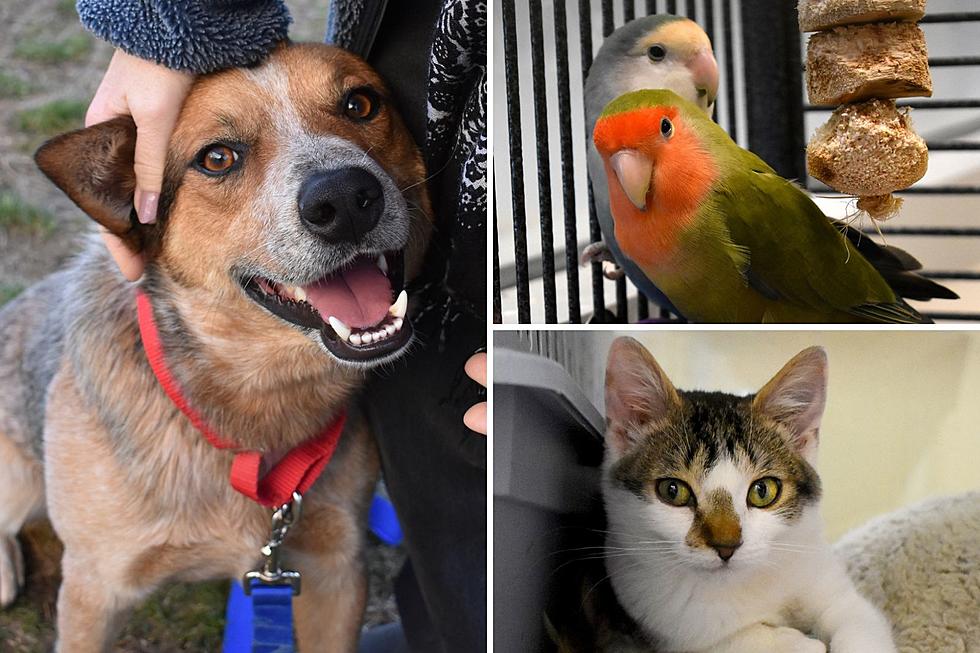 New Hampshire SPCA Needs Your Help After 50+ Animals Surrendered