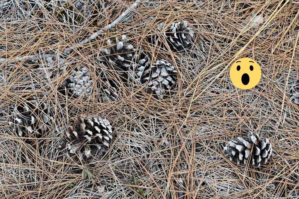 Why You Have Thousands of Pine Cones in Your Yard in New Hampshire