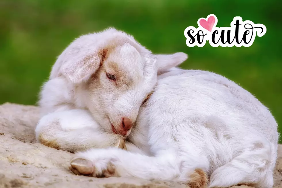 Snuggle With Adorable Baby Goats at This New Hampshire Farm Now