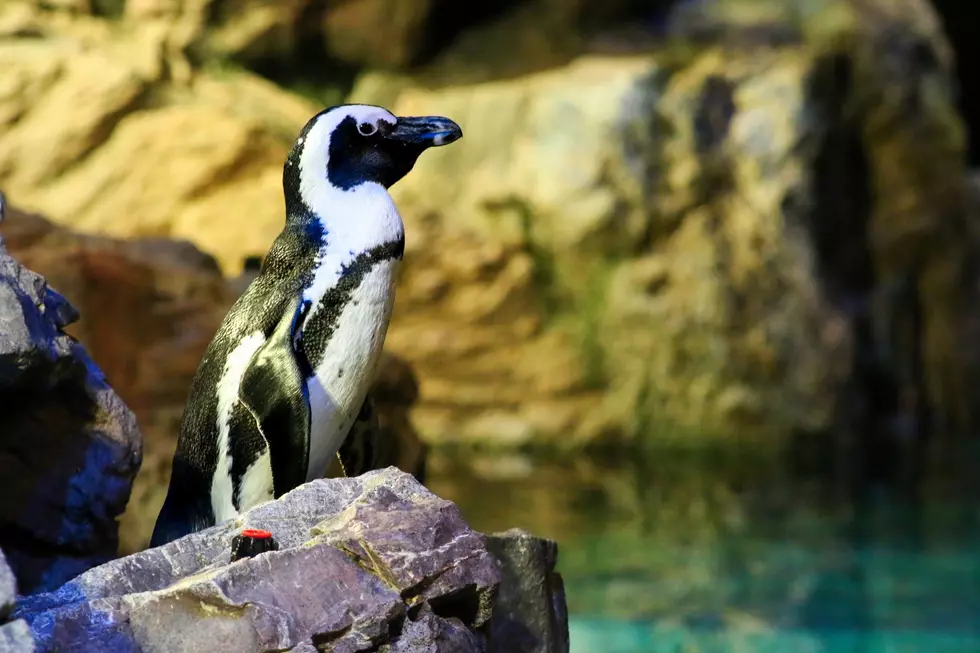 African Penguin Turns 30 Years Old at the New England Aquarium