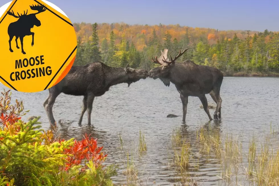 The Top 11 Places to Spot a Moose in New England This Summer