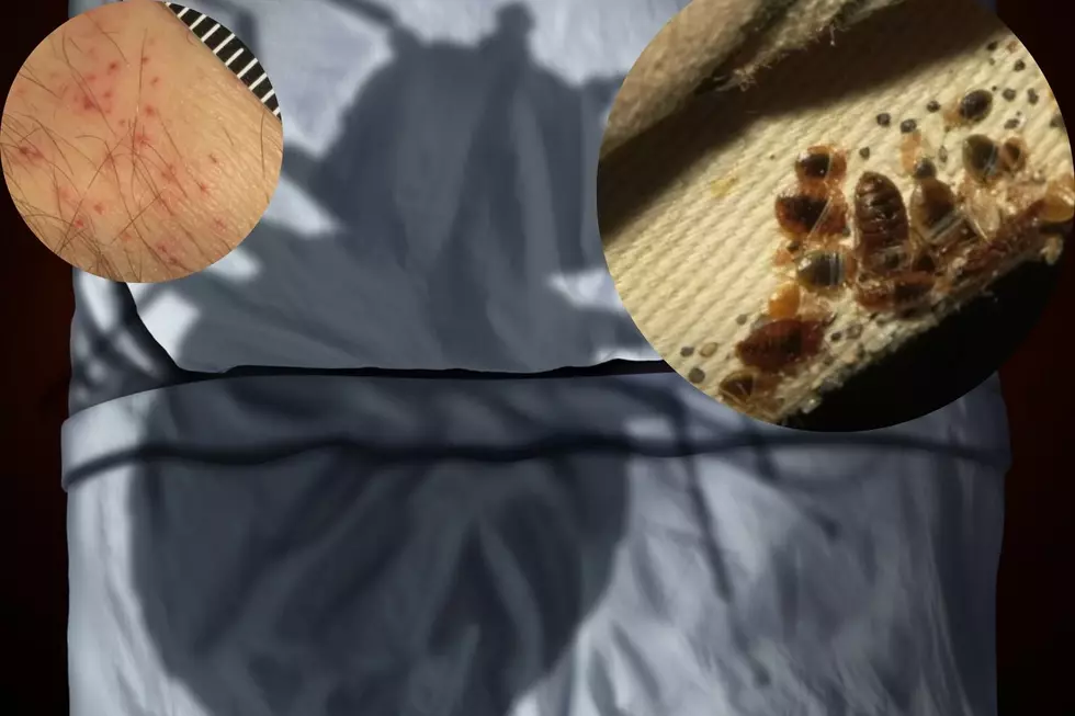 More Than 100,000 Bed Bugs Found in Massachusetts Apartment – How to Spot Bed Bugs Early