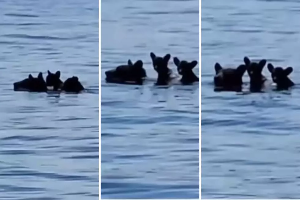 Watch: Adorable Bear Cubs Use Mama Bear’s Back to Swim Through Massachusetts Reservoir