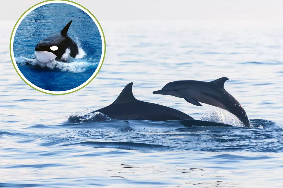 Lone Killer Whale Spotted Living Among Dolphins Off of MA Coast