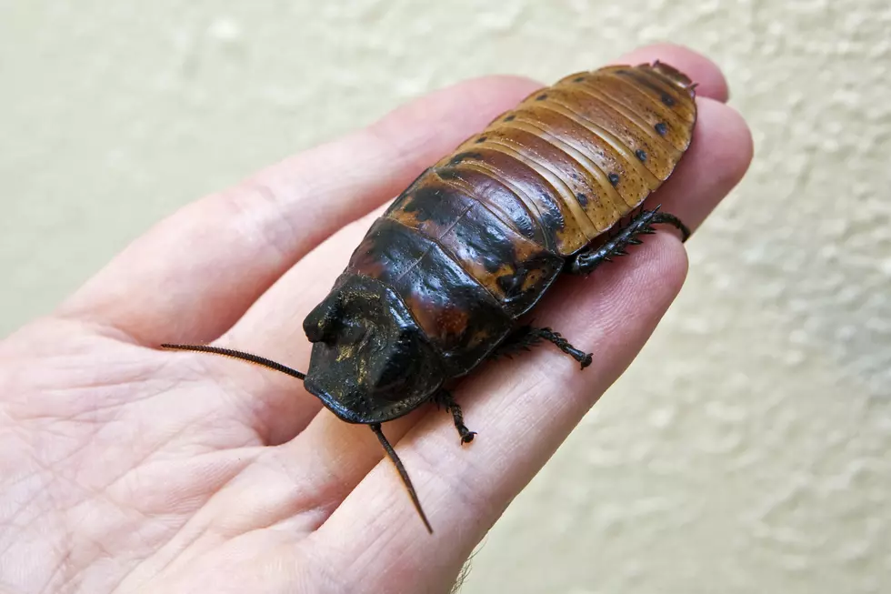 You Can Name A Cockroach After Your Ex At The Bronx Zoo