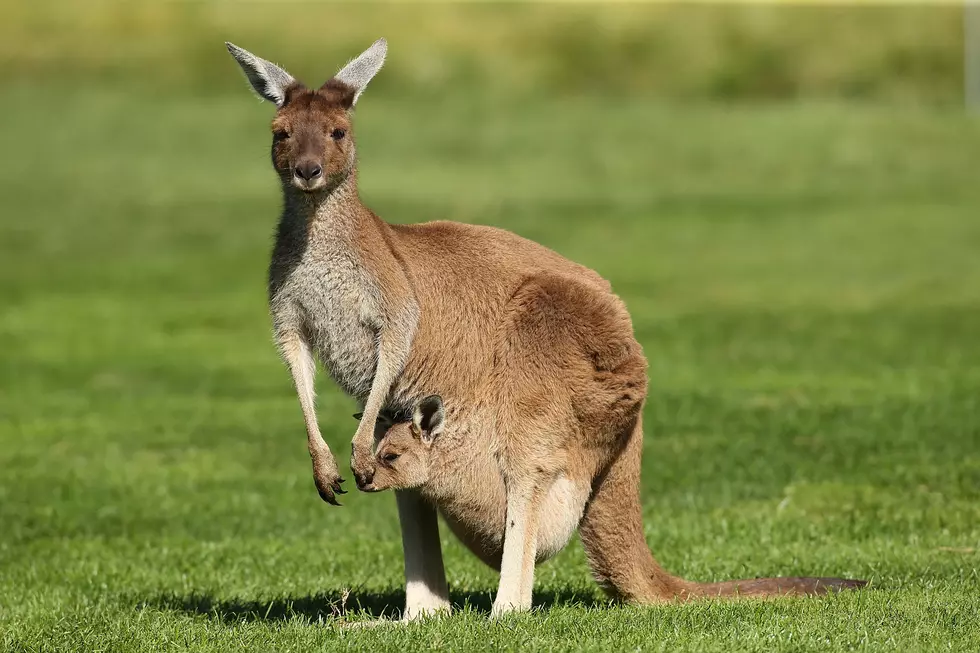 Happy Wednesday! Here Are Some Kangaroos Boxing in the Suburbs [VIDEO]