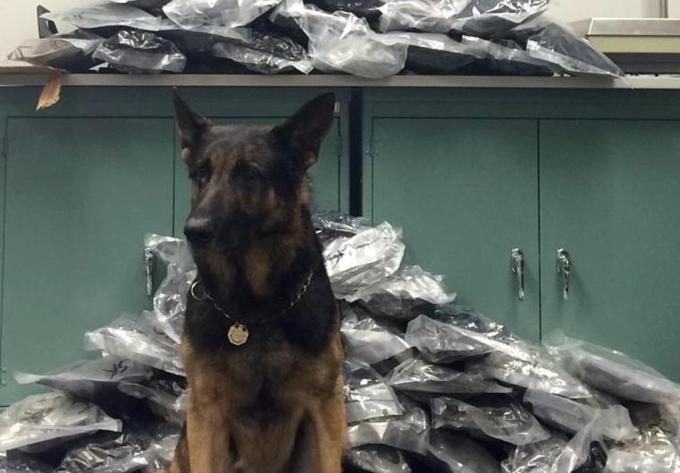 New York State Police K9 Helps Seize 160 Pounds of Pot in the Hudson Valley
