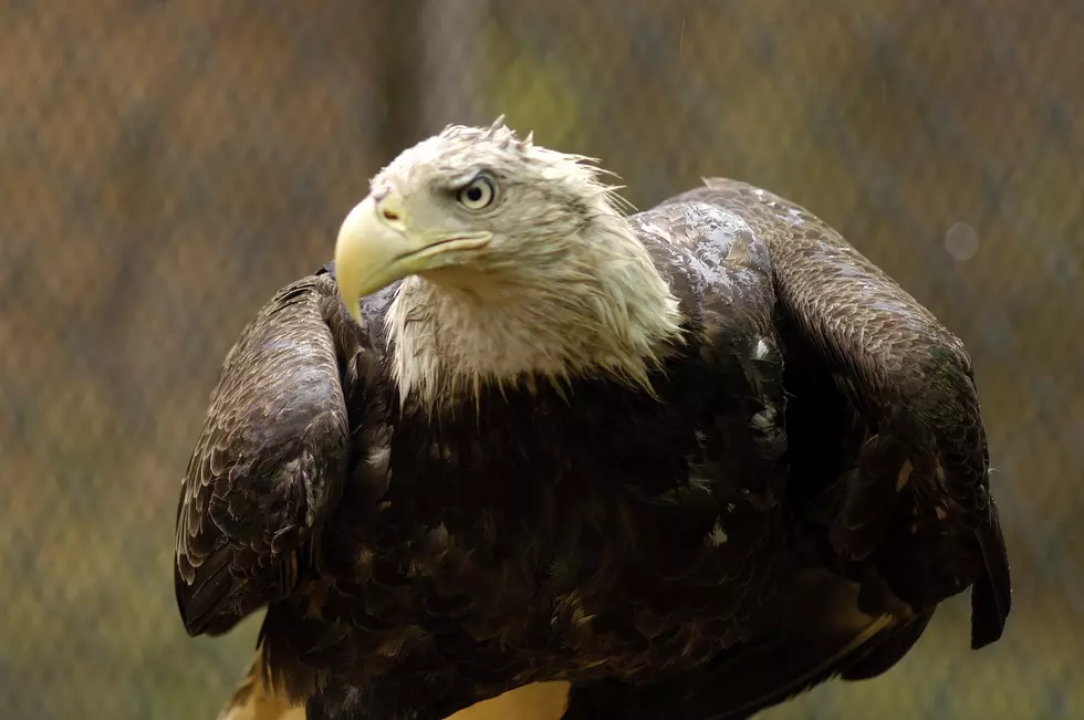 Truck Driver Saves Injured Bald Eagle in the Hudson Valley