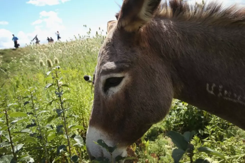 Wisconsin Man Arrested After Being Caught With Donkey