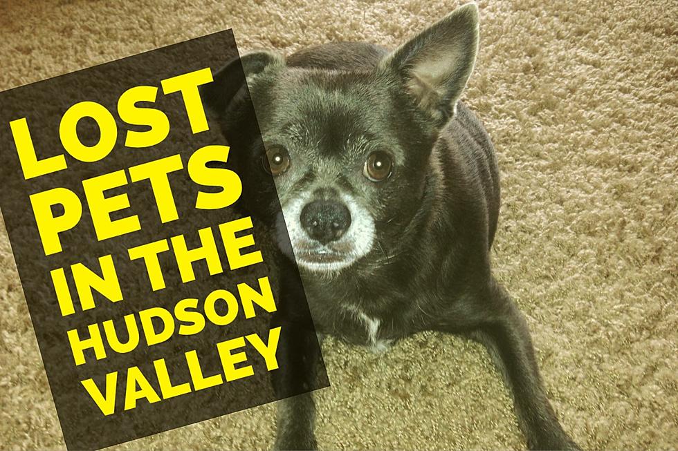 Help Our Hudson Valley Pets