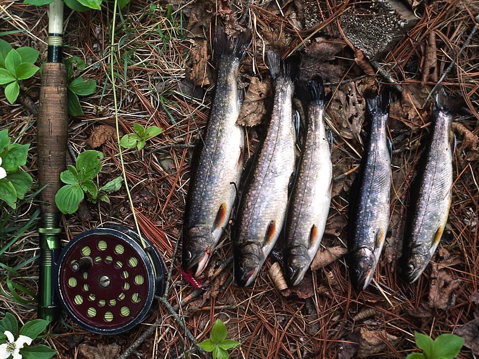 Trout and Salmon Fishing Season Opens