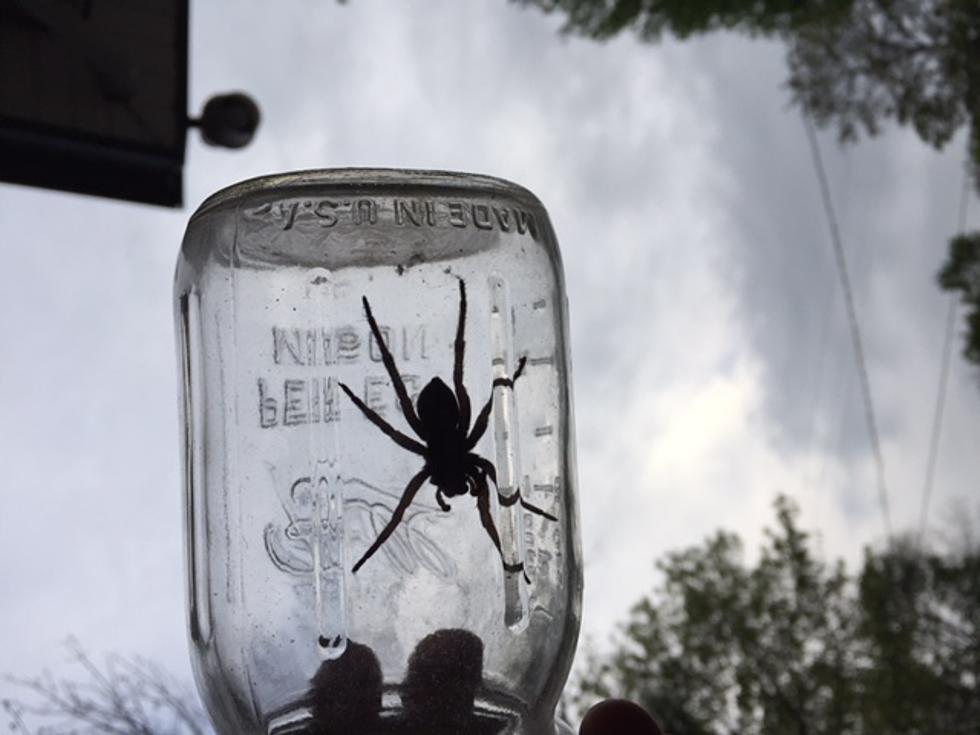 What’s the Biggest Spider You’ve Seen in The Hudson Valley?