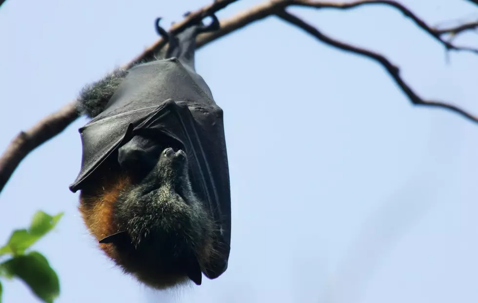 Heads Up; Why You Need to Leave These Bats Alone