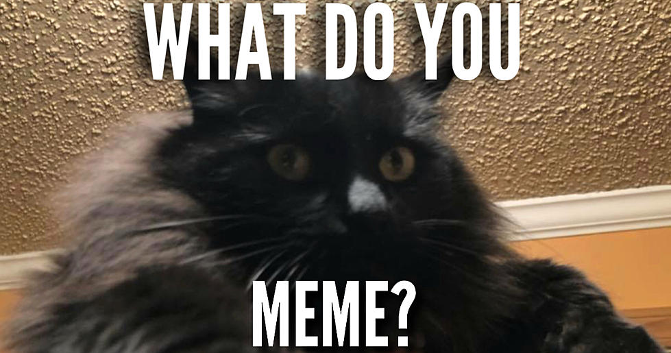 Your Best Cat Meme Could Get You $50 in Lottery Tickets