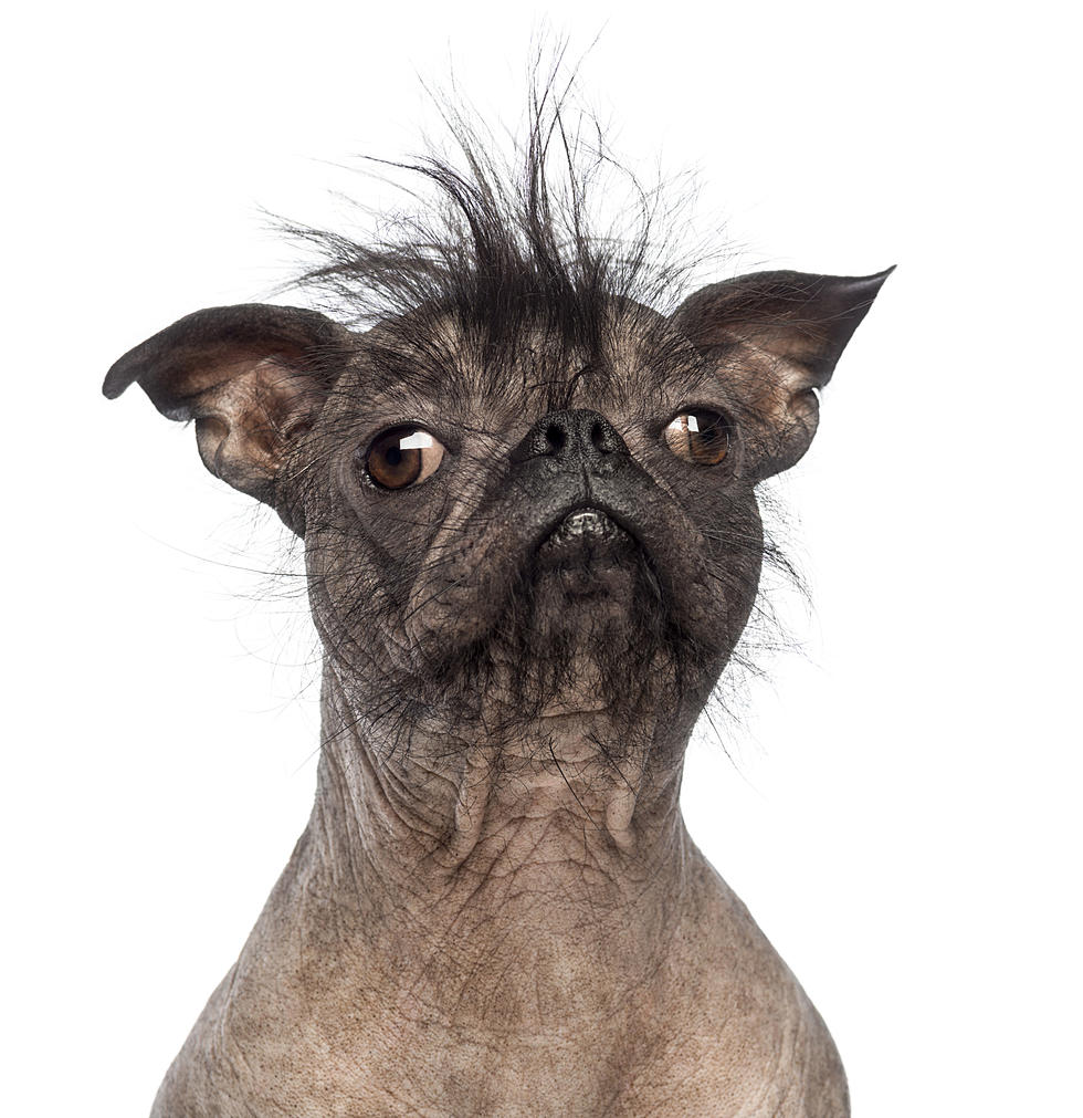 We’re Looking for The Ugliest Dog in The Hudson Valley