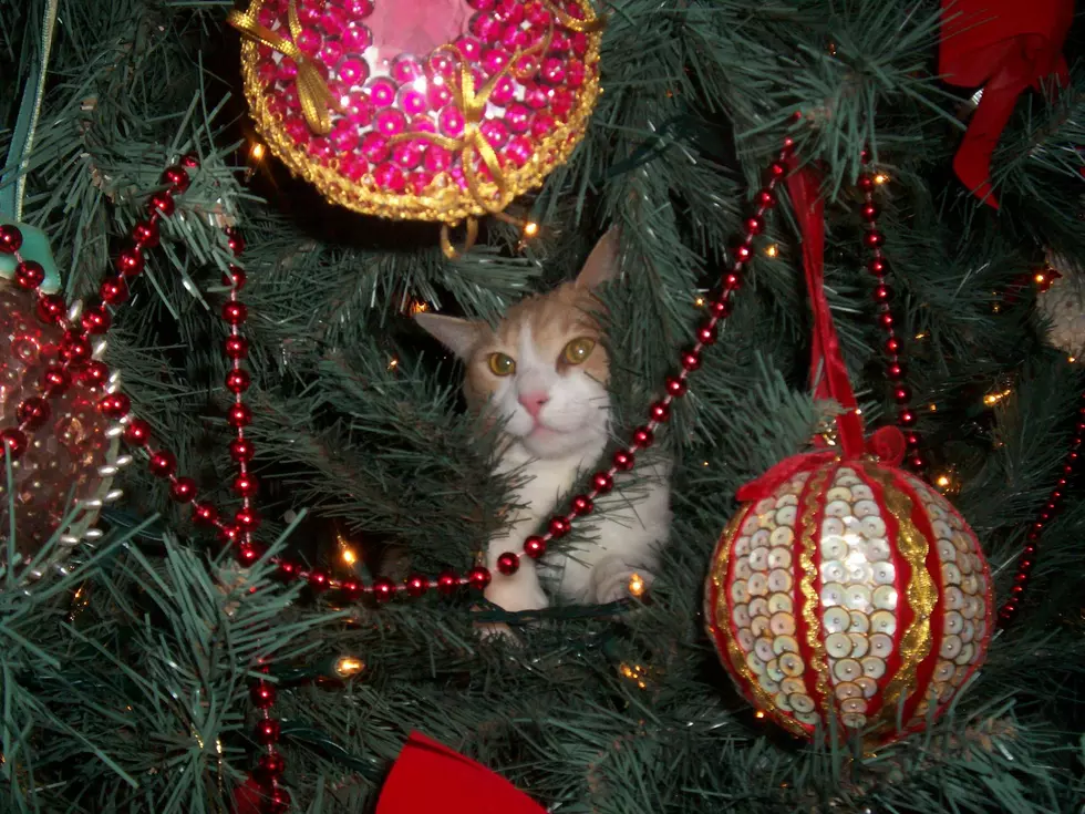 Cats Vs. Christmas Trees, A Yearly Battle