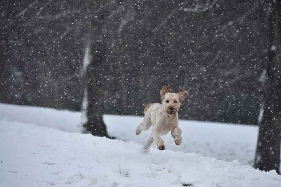 Yes, Fido Can Get Sick. What to Look out for This Winter?