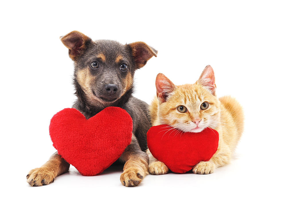 Show Your Pet Some Love This Valentine's Day