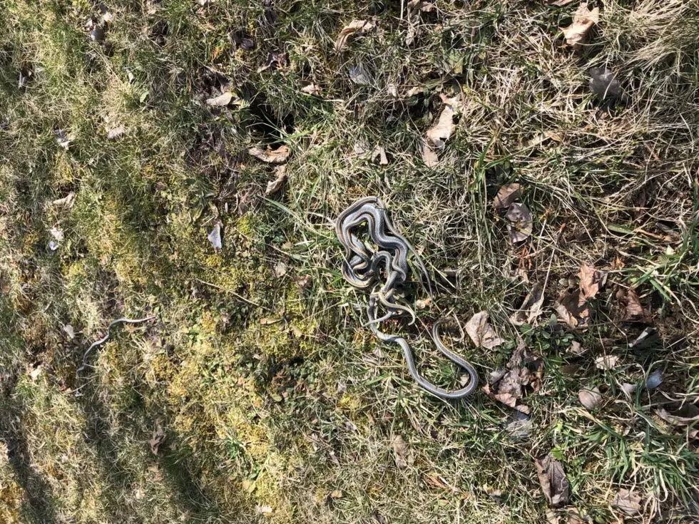 Nothing To See Here--Just A Pile Of Snakes In My Backyard