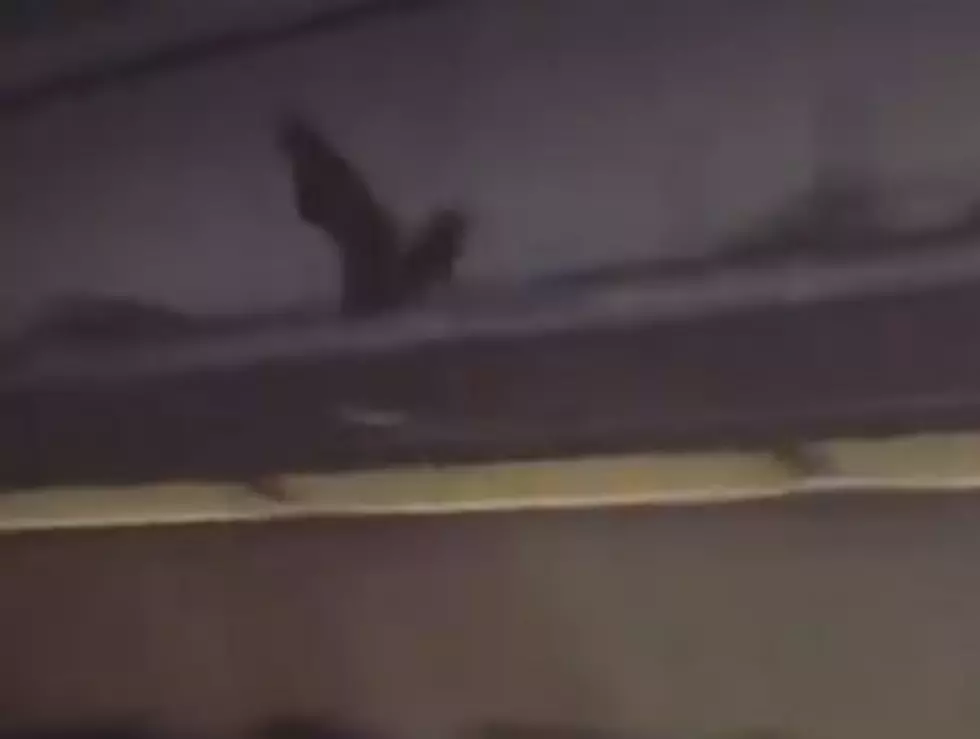 WATCH: Flight to New Jersey Haunted by Flying Bat
