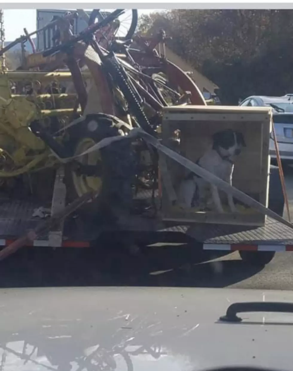 Pic of Dog Being Transported in HV Sparks Outrage