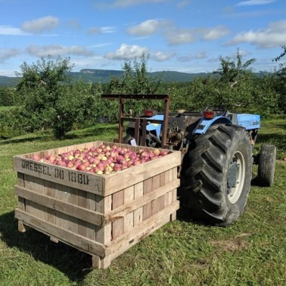 Essential Farm Work Continues At Dressel Farms In New Paltz