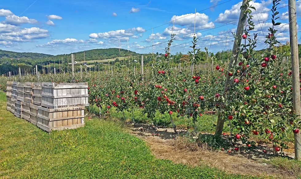 Historic Hudson Valley Apple Orchard Up For Sale