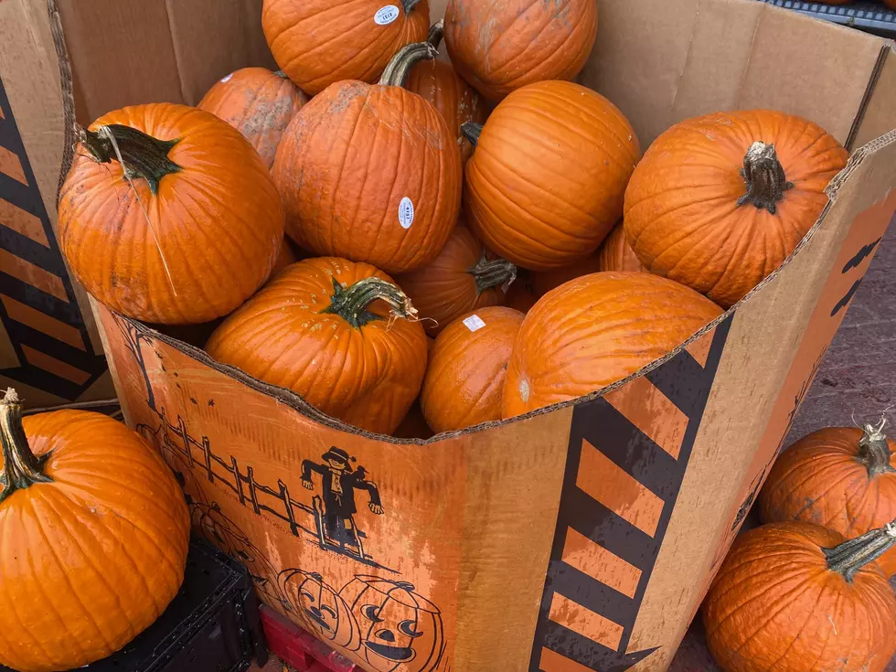 4 Places That Have Affordable Pumpkins in the Hudson Valley