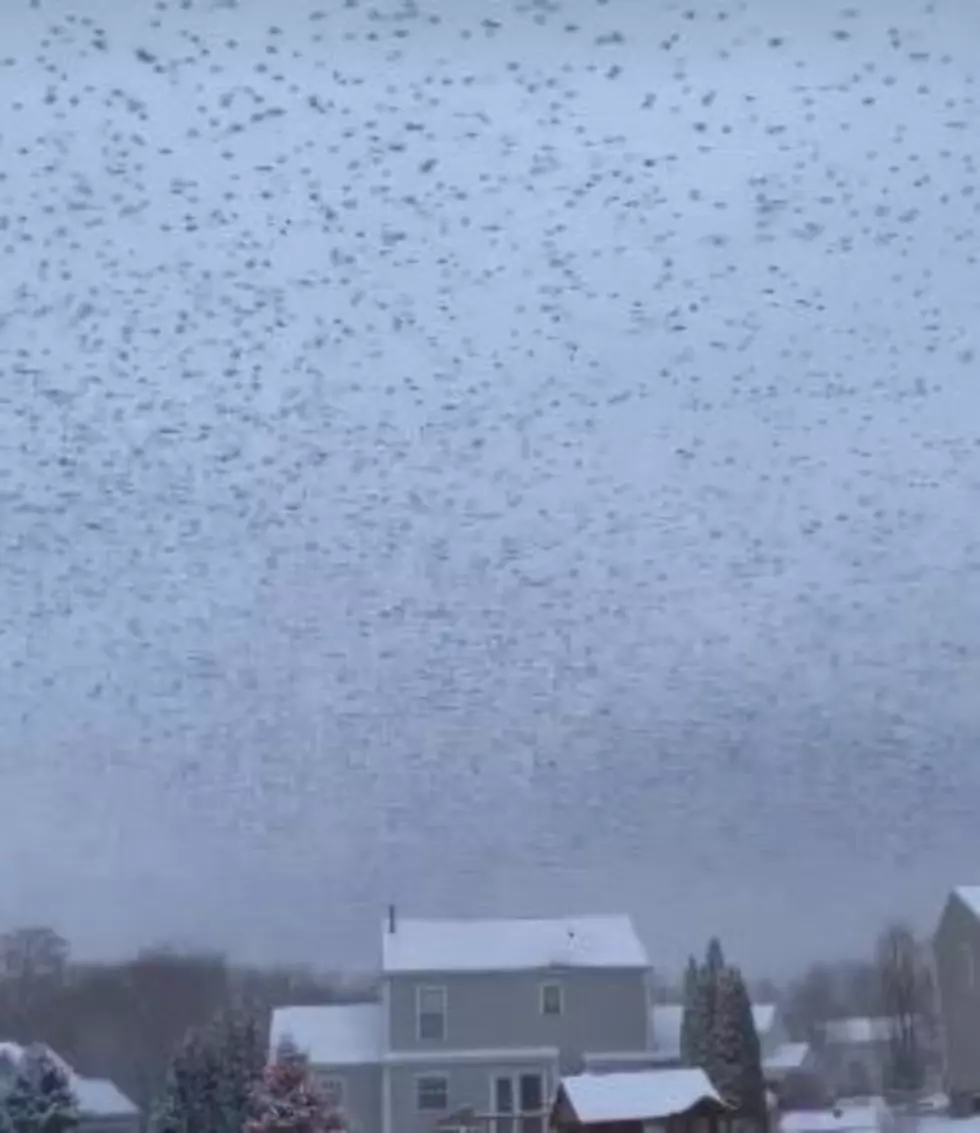 Unreal Video of Colossal Bird Flock Flying Over Upstate Home