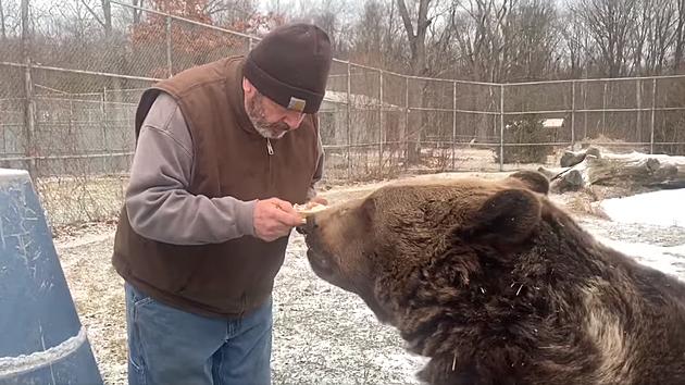 Crazy Video Shows Otisville Animal Sanctuary Hand-Feeding Bears
