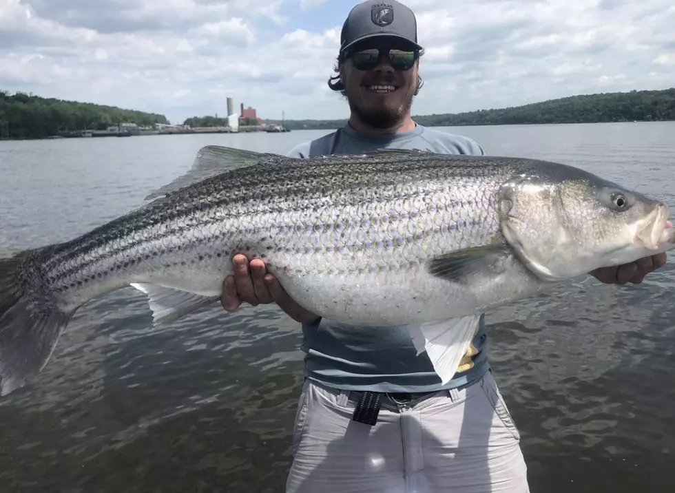 Monster Fish Are Living in The Hudson River