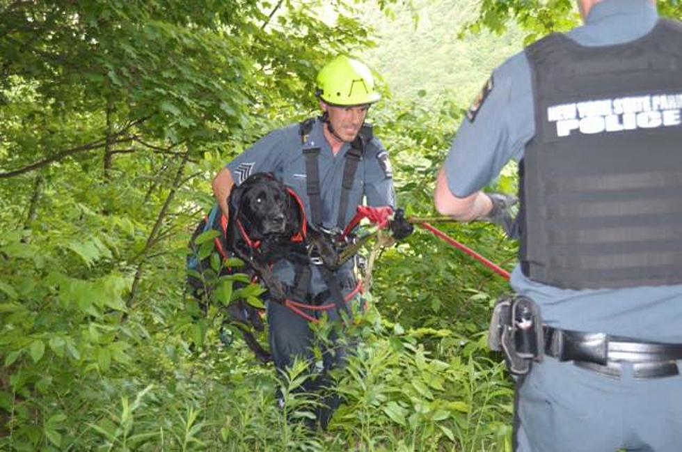 Dog Rescued After Plummeting 200 Feet at New York State Park