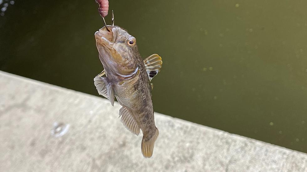 “Aggressive and Harmful” Fish Could Invade the Hudson River