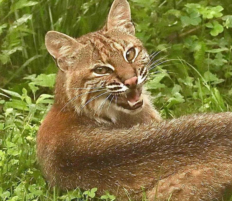 Magnificent Bobcat Spotted Chilling in Hudson Valley Backyard. Are They Dangerous?