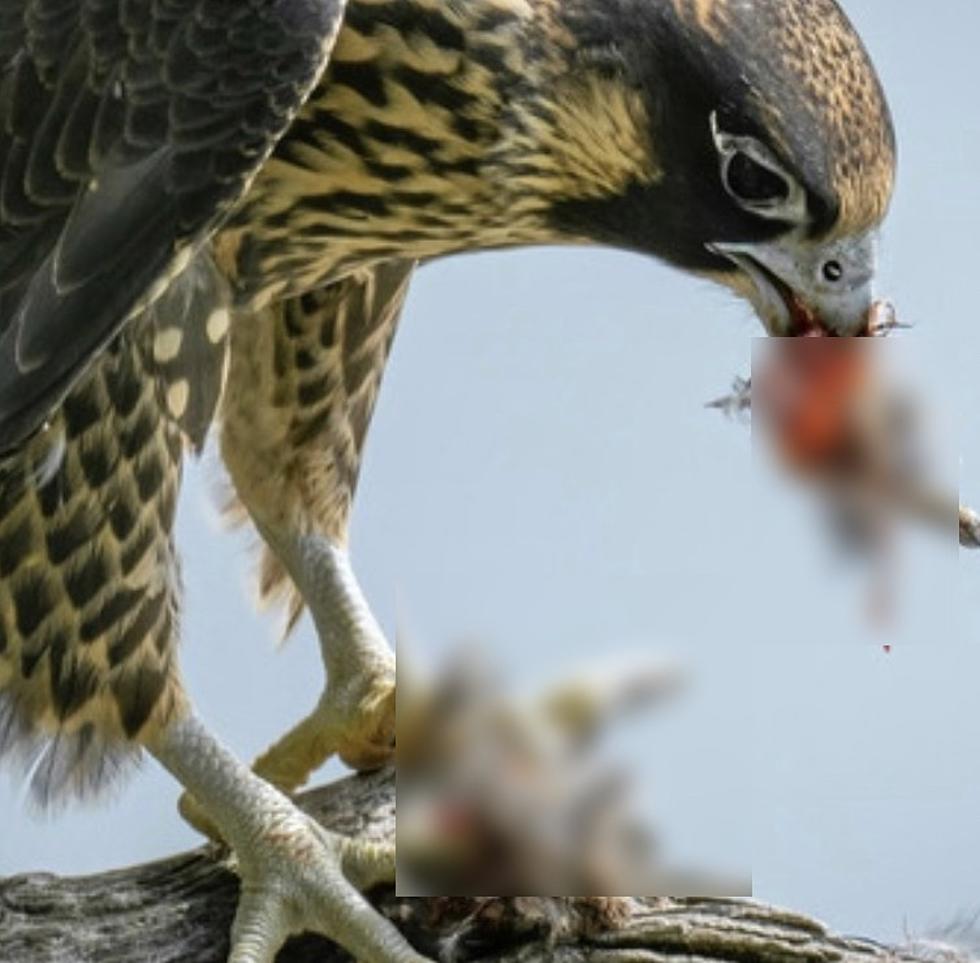 Stunning Photos Capture Falcon Attack Along Hudson