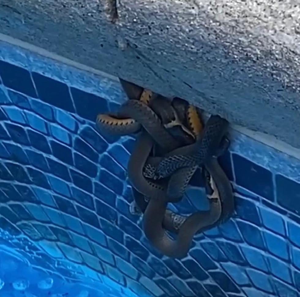 Washingtonville Homeowner Finds Ball of Snakes Hiding in Pool