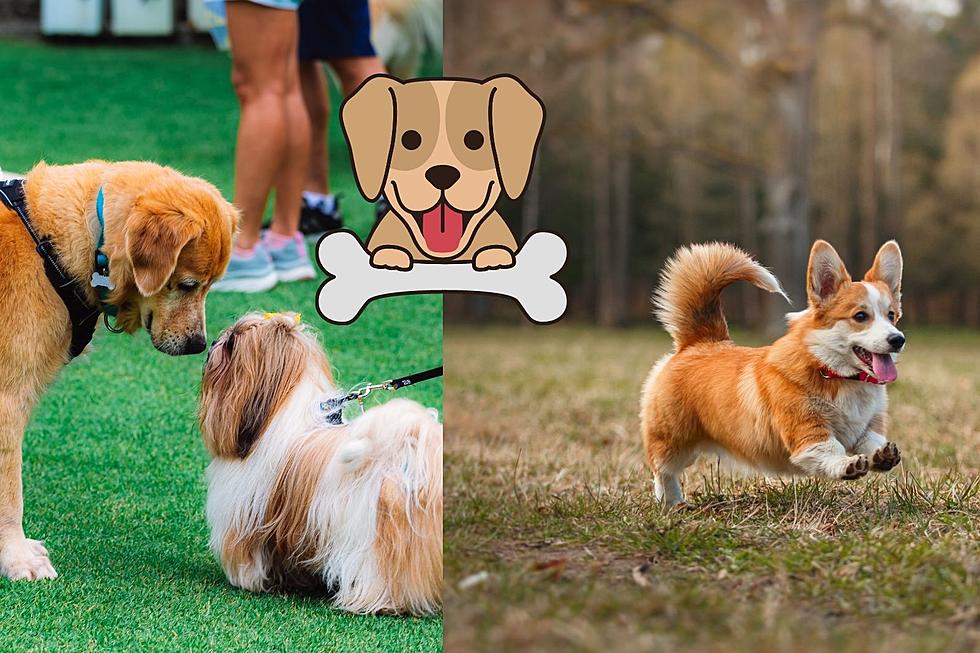The 8 Best Dog Daycares in the Hudson Valley