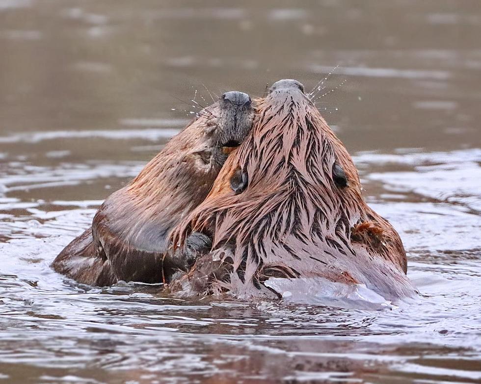 Instant Happiness: Watch These Beavers Frolic in the Hudson Valley