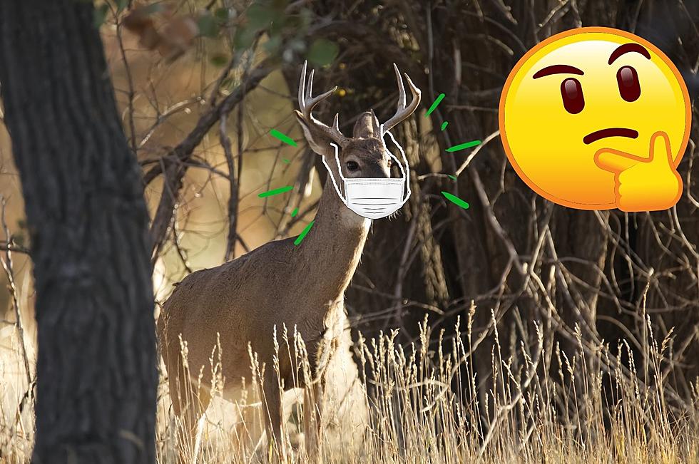 Wait, What? Doctors Confirm Surprising “COVID Deer” in New York