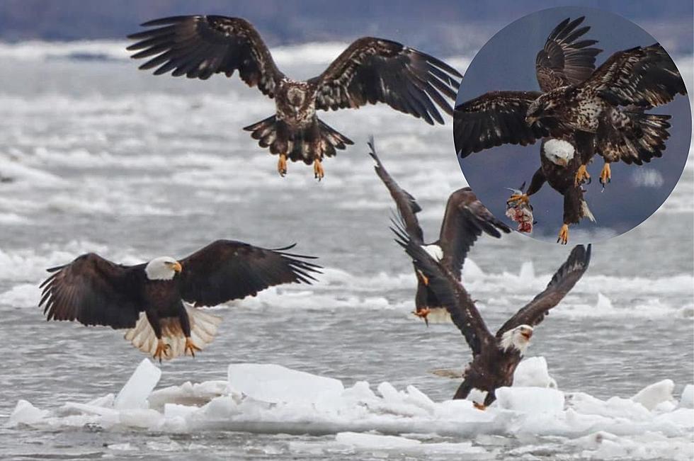 12 Photos: Watch an Amazing Eagle Family Hunt and Eat on the Hudson River