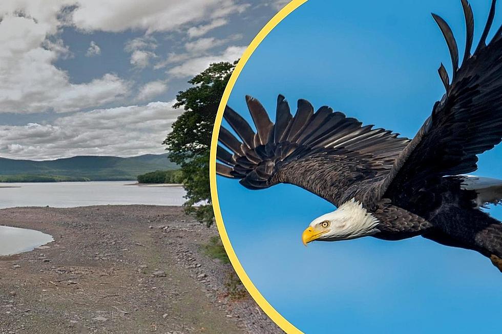 The 6 Best Places to See Eagles, According to Hudson Valley Birdwatchers